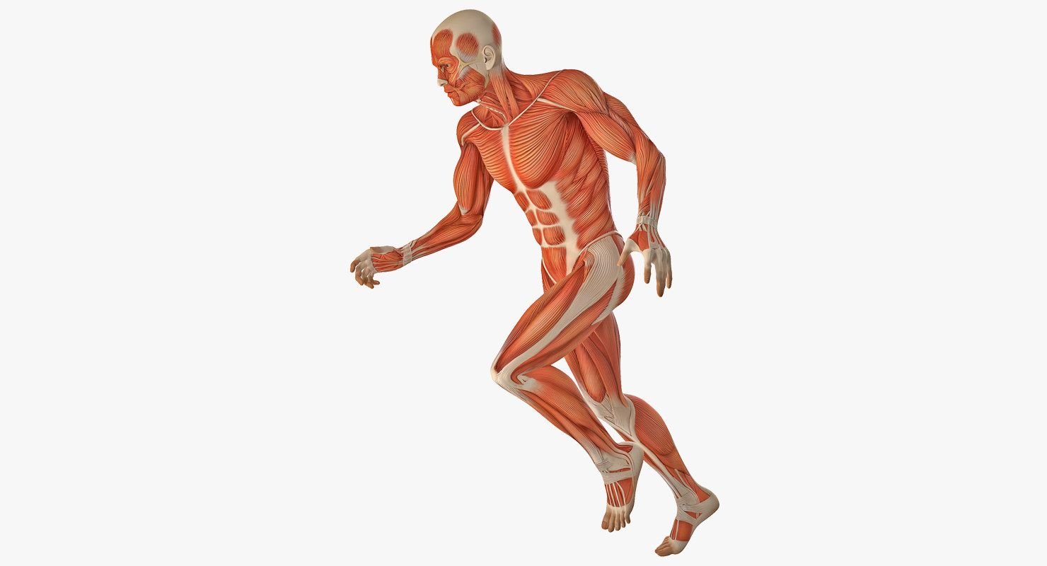 Мышечная система анатомия 3d