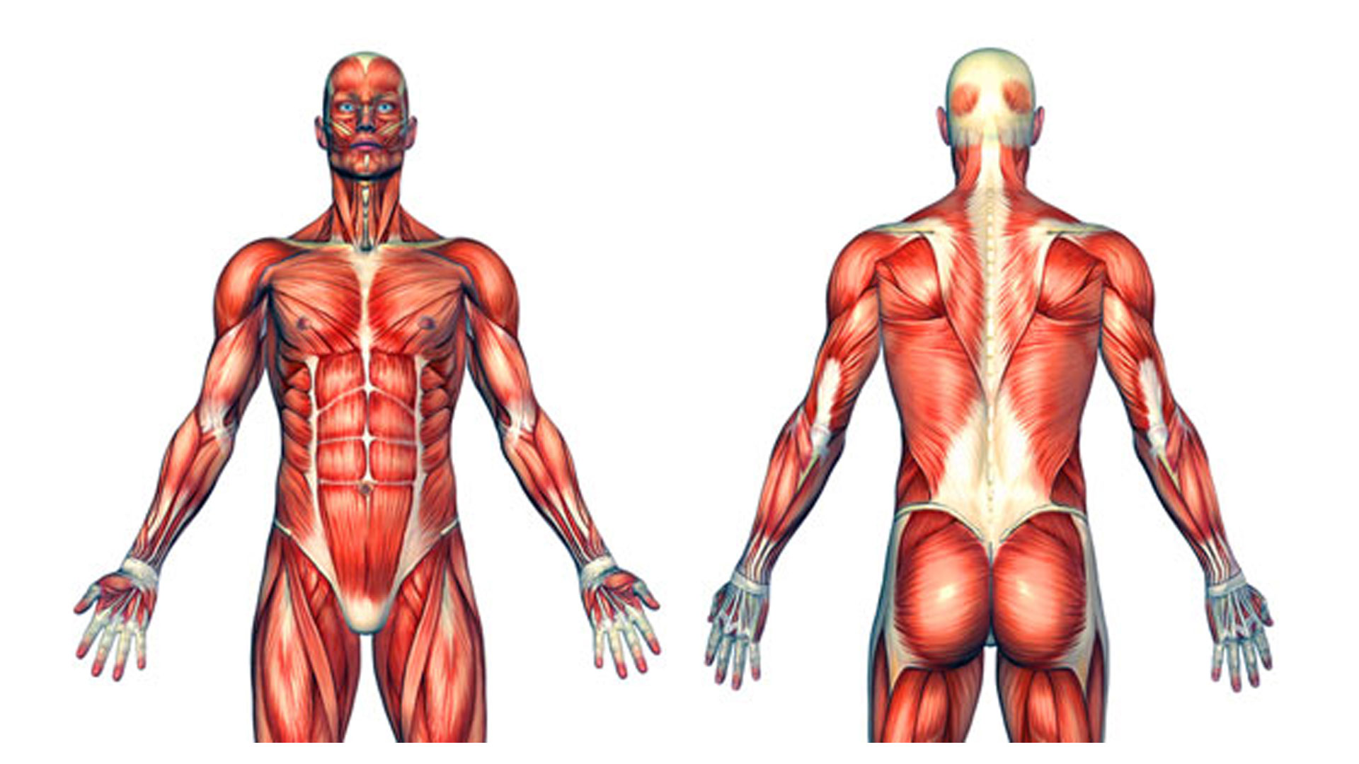 Big human. Мышцы человека. Мускулатура человека. Мышцы мужчины анатомия. Мышцы анатомия человека медицинский.