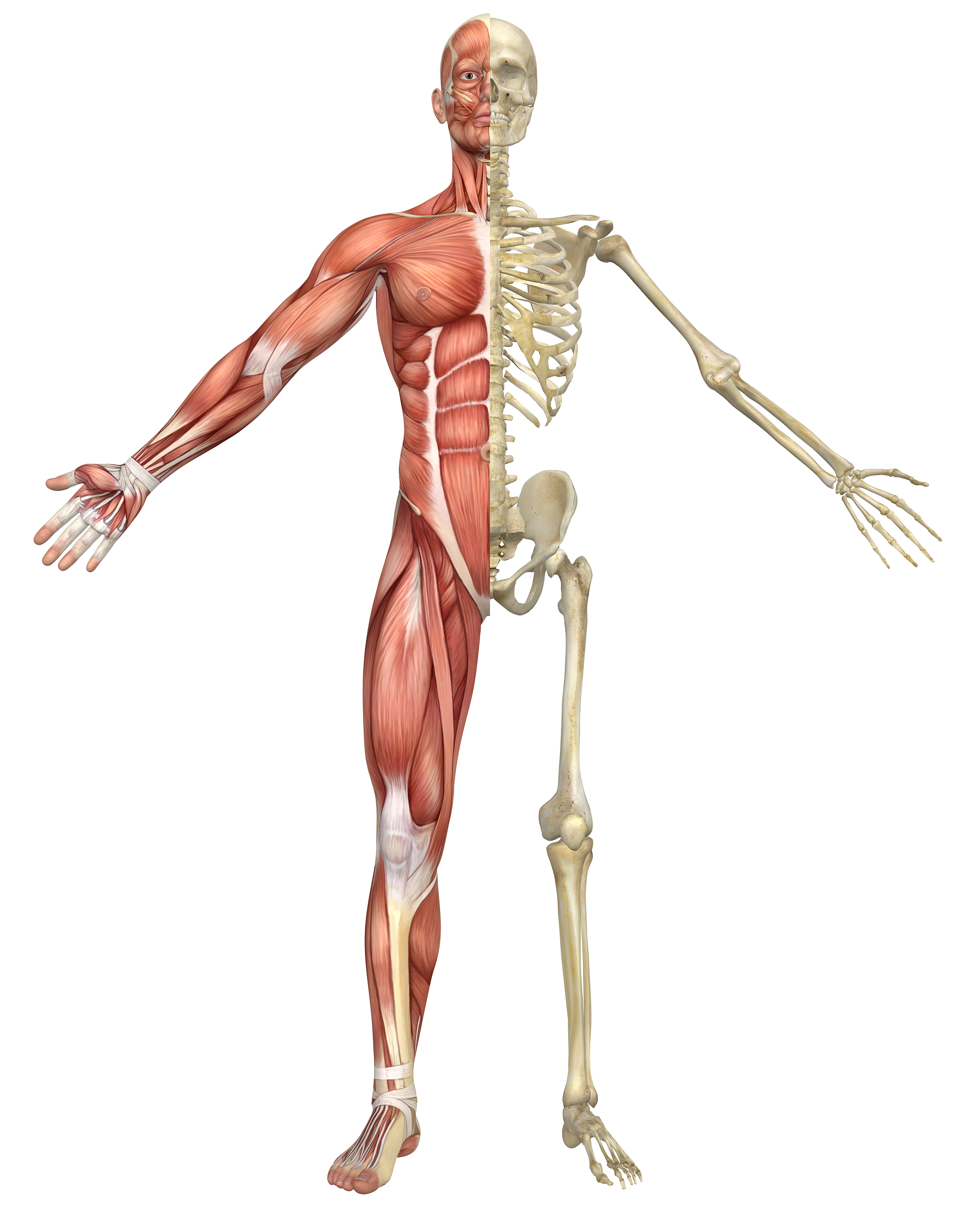 Костно-мышечная система человека