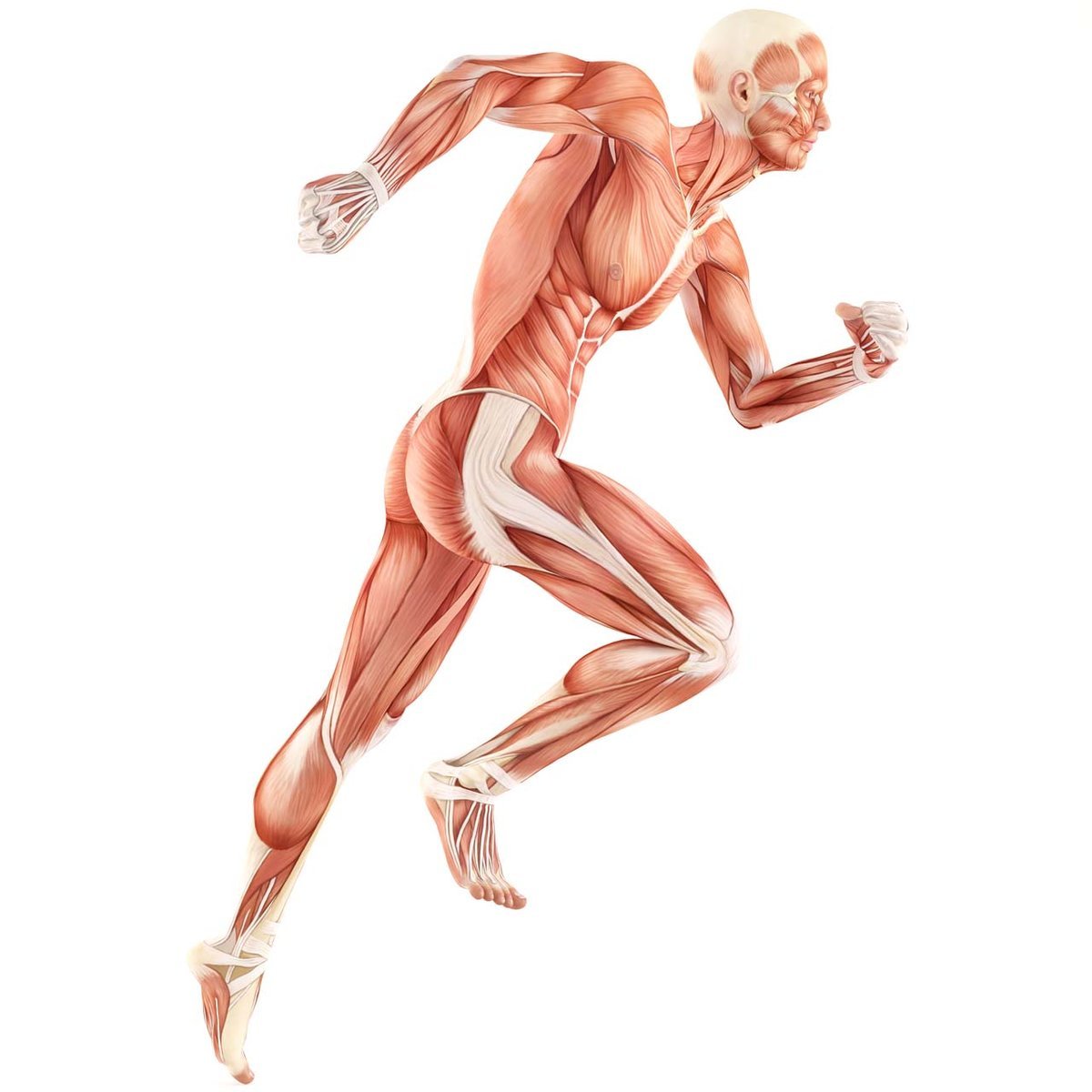 Мышцы человека в движении