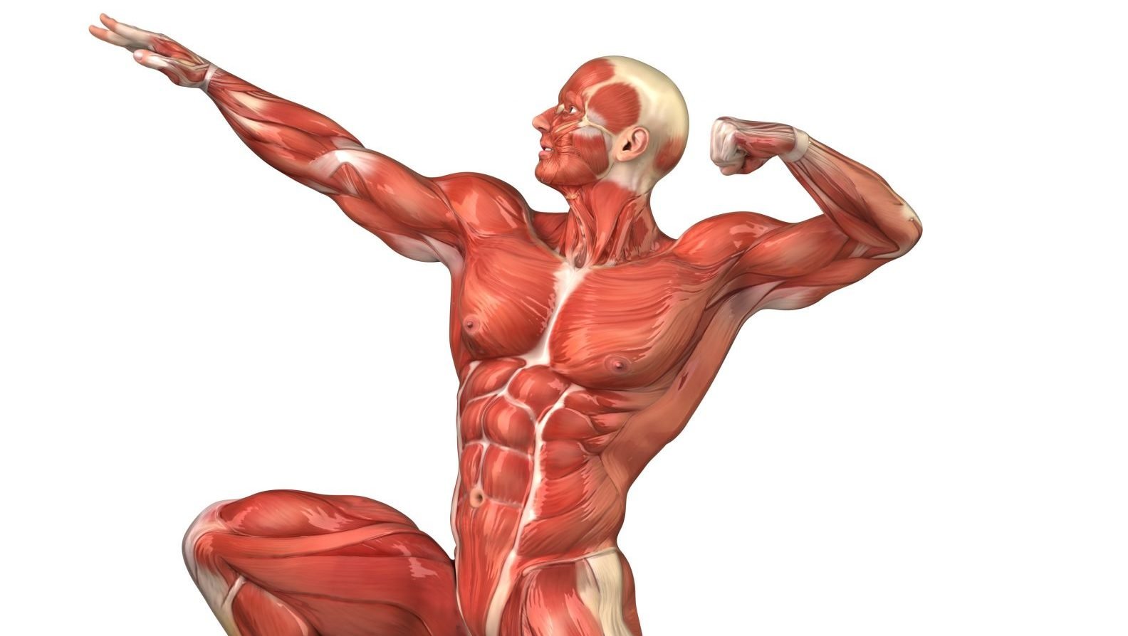 Cetosis masa muscular