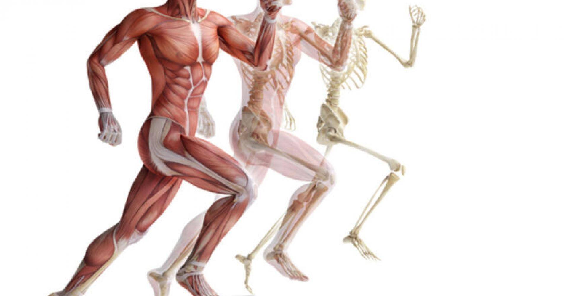 Анатомия человека кости и мышцы