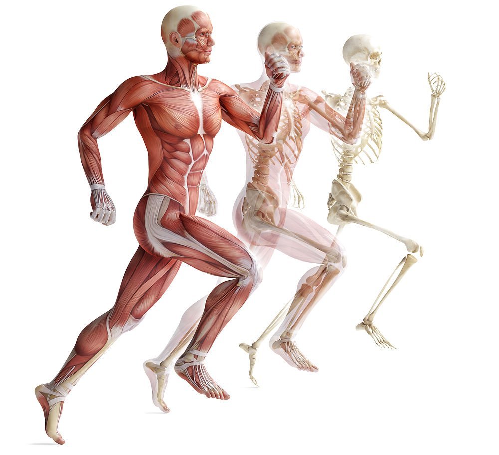 Опорно двигательная система скелет и мышцы