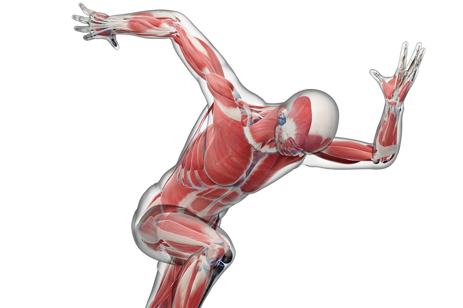 Фазические и тонические мышцы