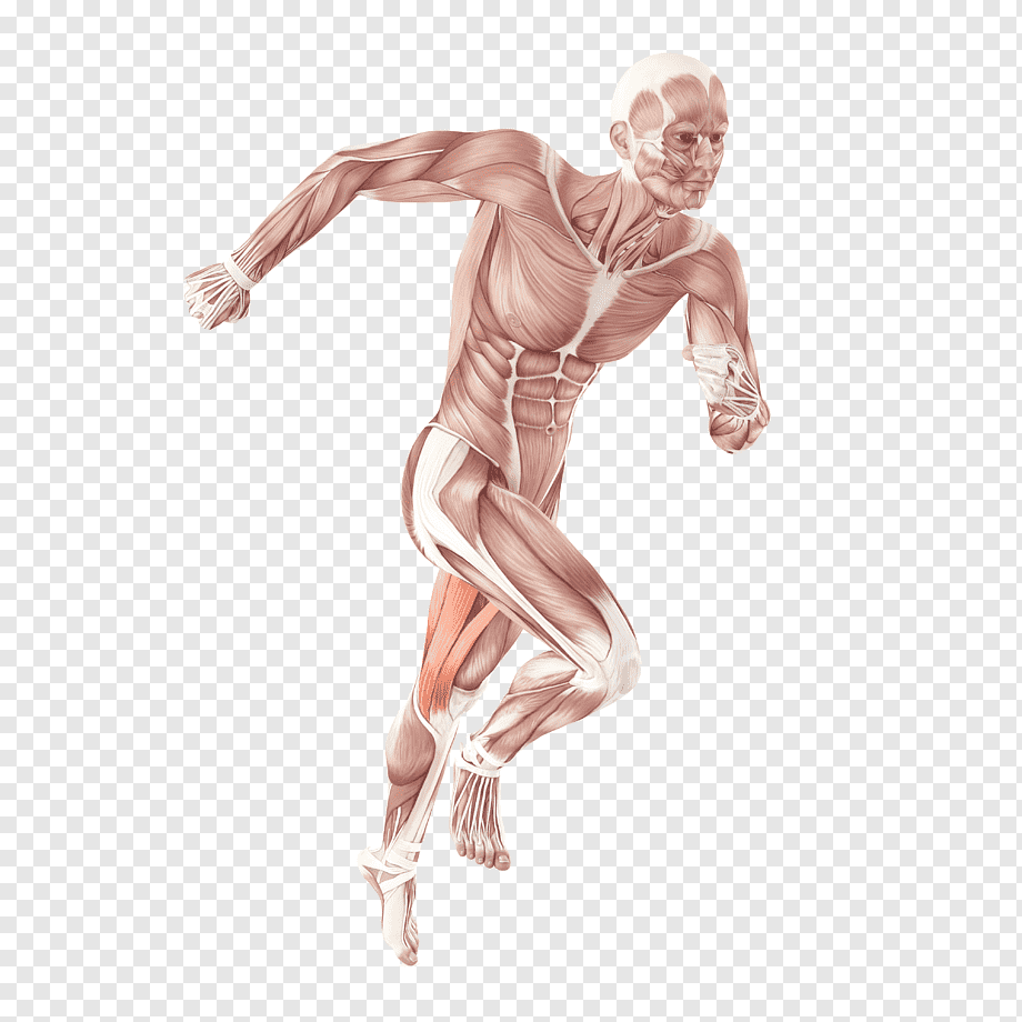 Бегущий человек мышцы