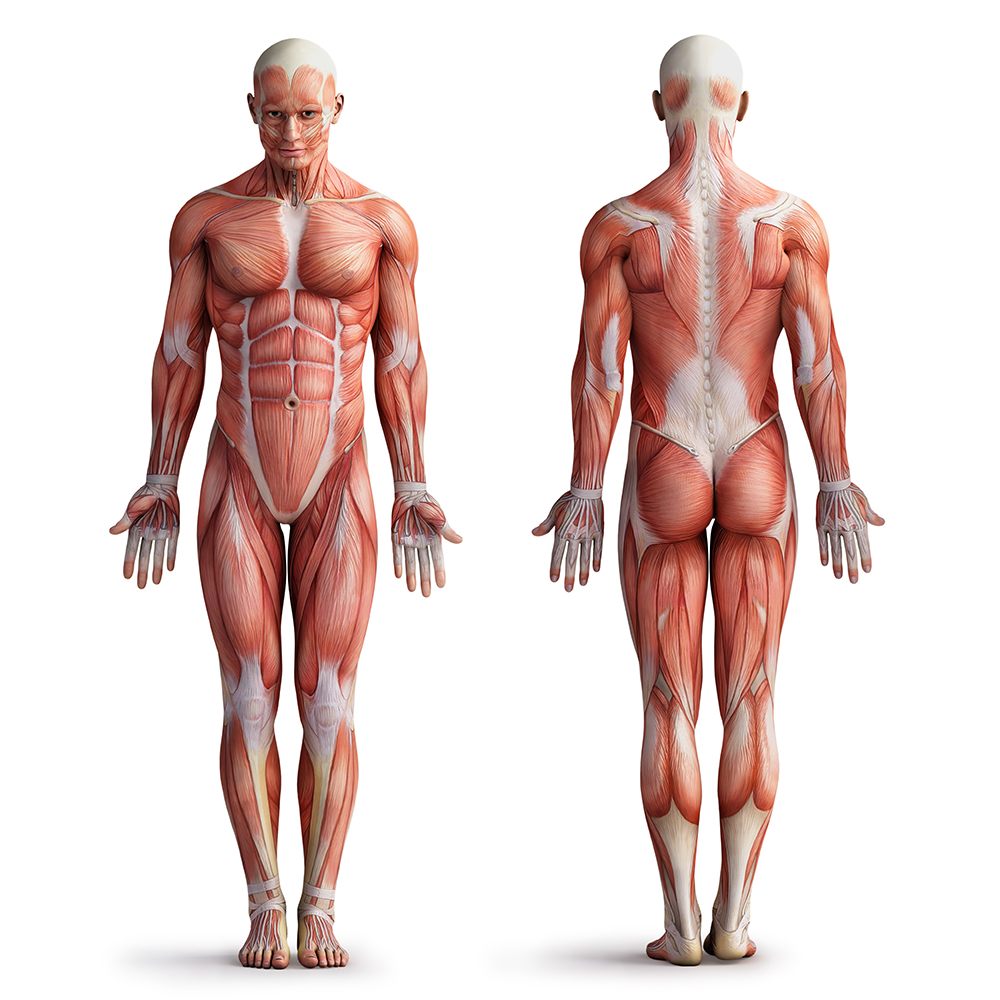 Фигура человека мышцы