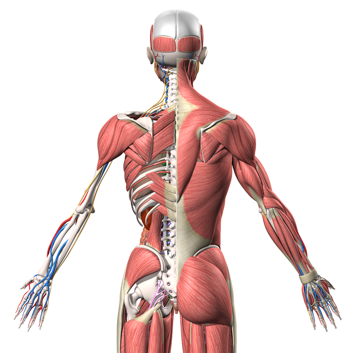 Мышцы орган человека. Мышечный скелет человека. Скелет с мышцами. Анатомия мышц.