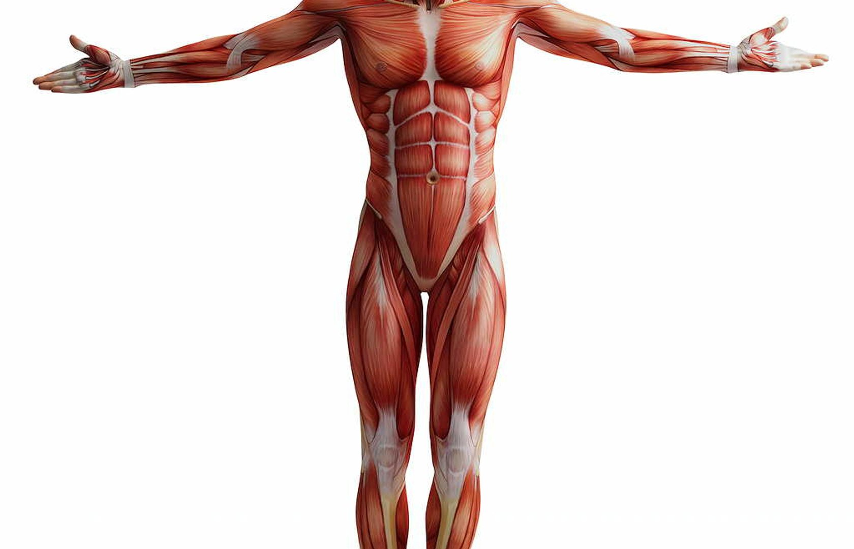 Тело человека без мышц