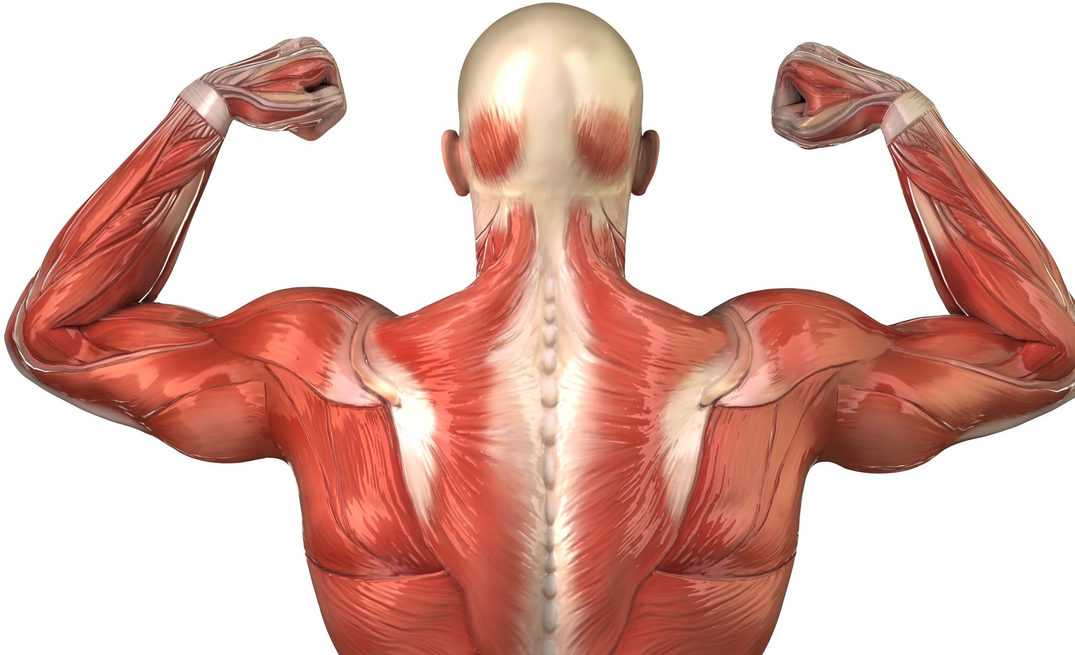 Миология мышцы спины анатомия