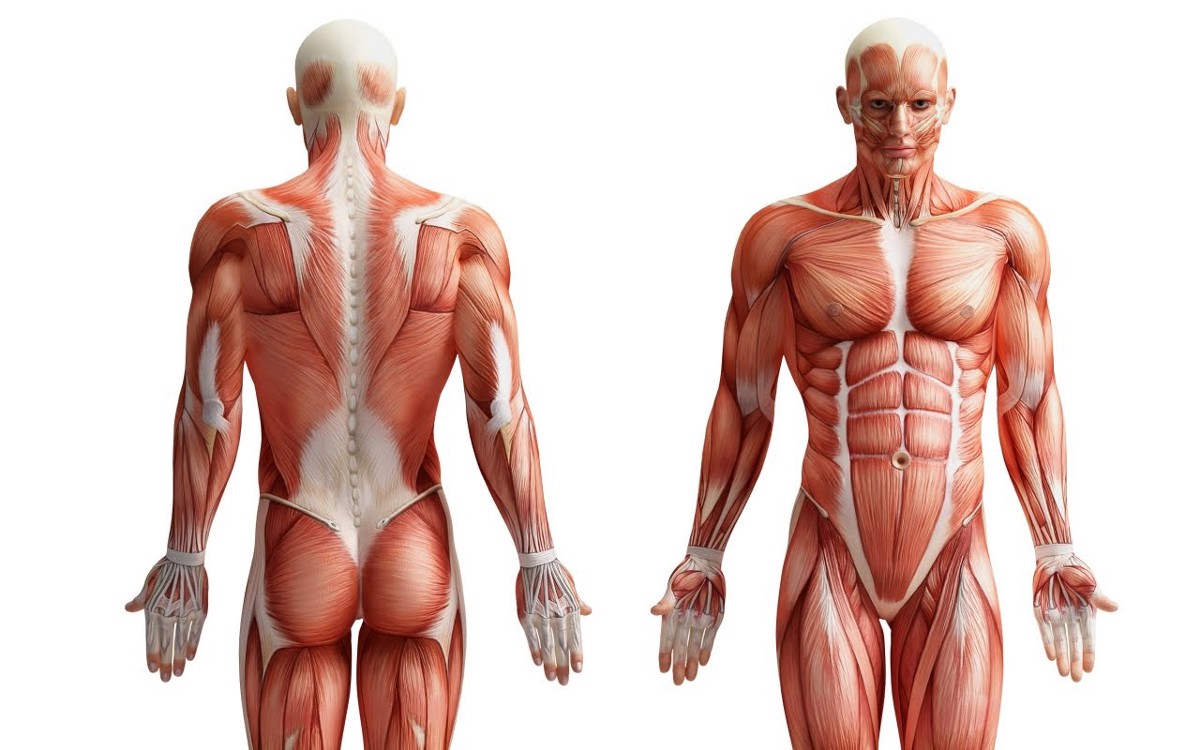 Anatomy мышцы туловища