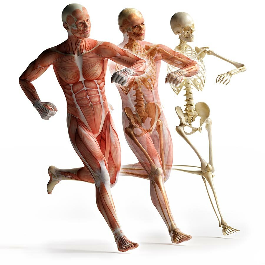 Мышечная система и скелет человека анатомия