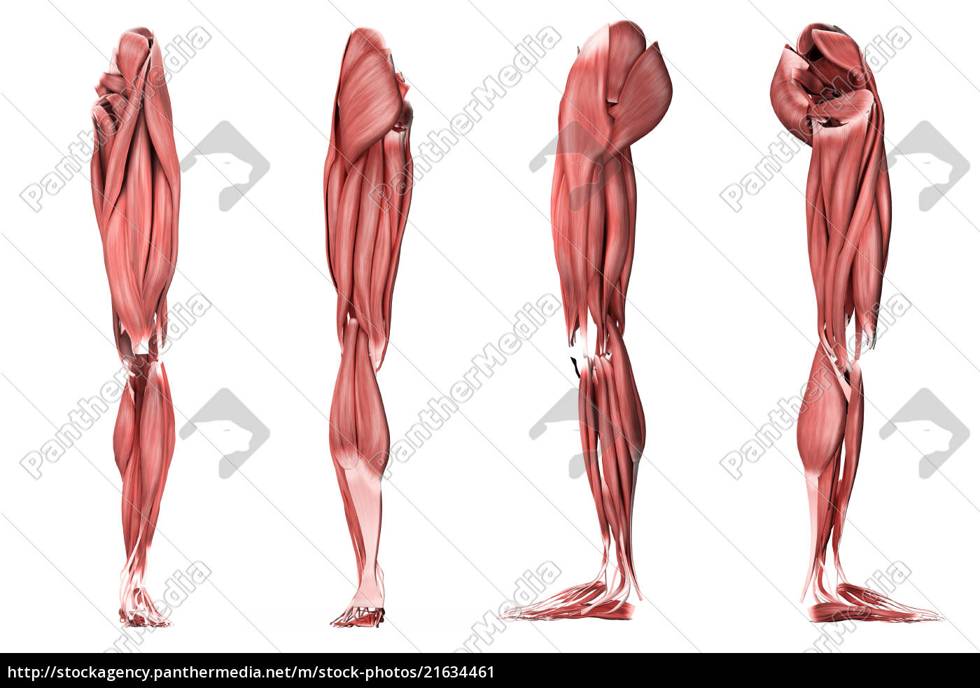 Мышцы нижних конечностей стопы. Мышцы нижней конечности 3д анатомия. Мышцы нижних конечностей анатомия без подписей. Мышцы нижней конечности пластическая анатомия. Мышцы нижней конечности анатомия.