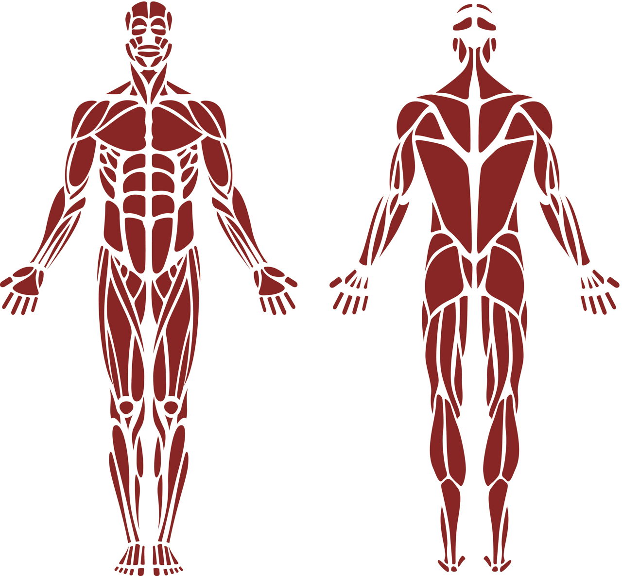 Мышцы человека вектор