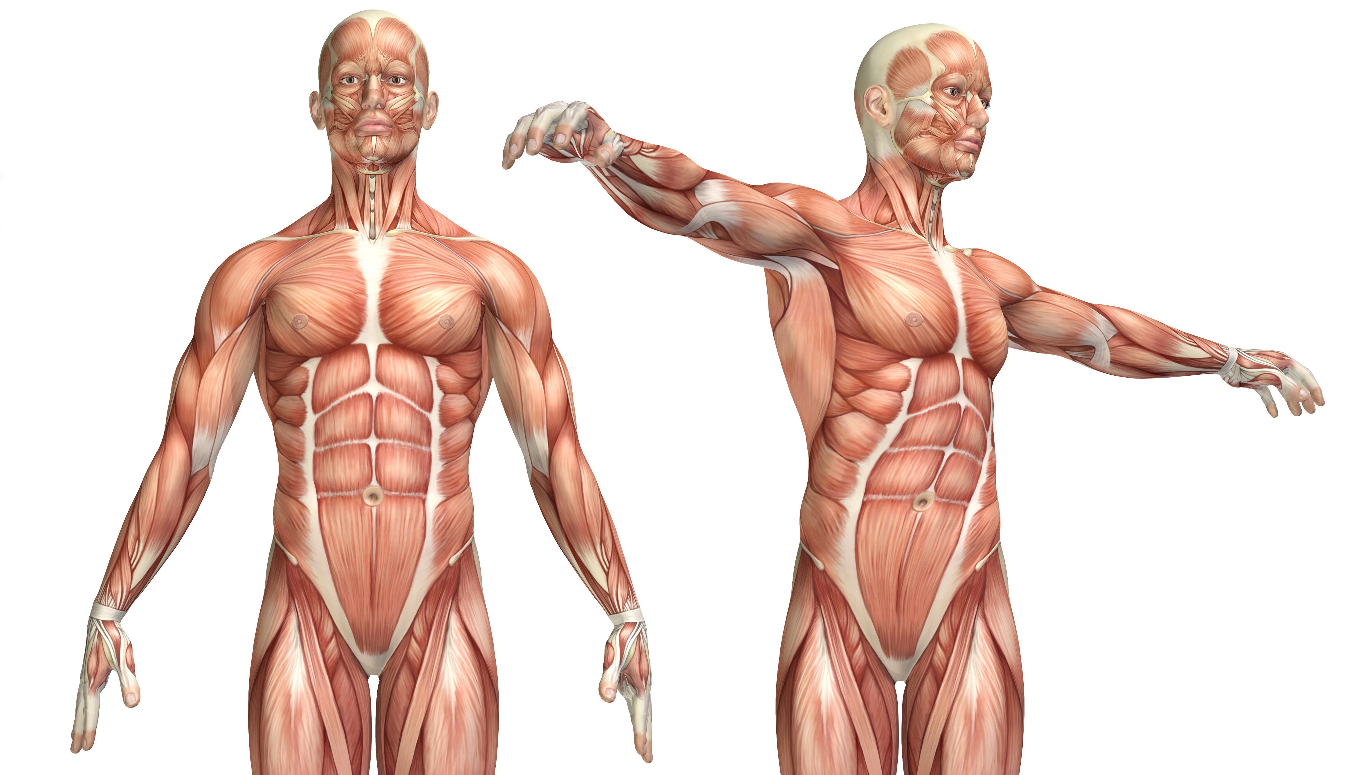 Мышцы картинка. Мышцы человека. Мускулатура человека. Анатомия мышечной системы. Биомеханика мышц.