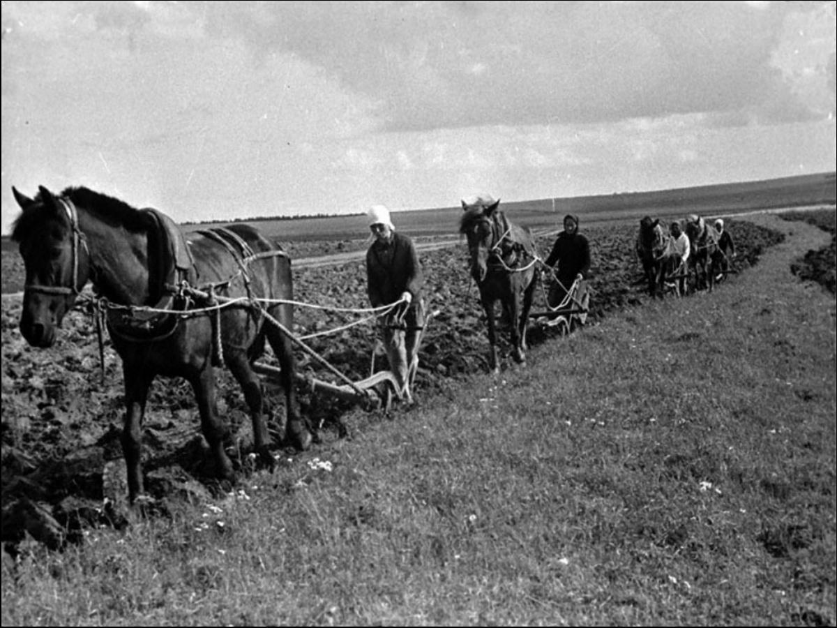 Сельское хозяйство в годы войны 1941-1945