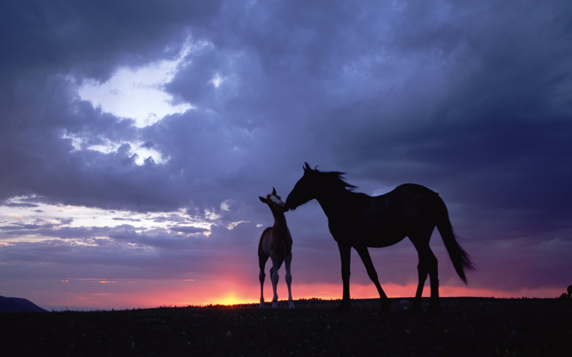 Лошадь с жеребенком на закате