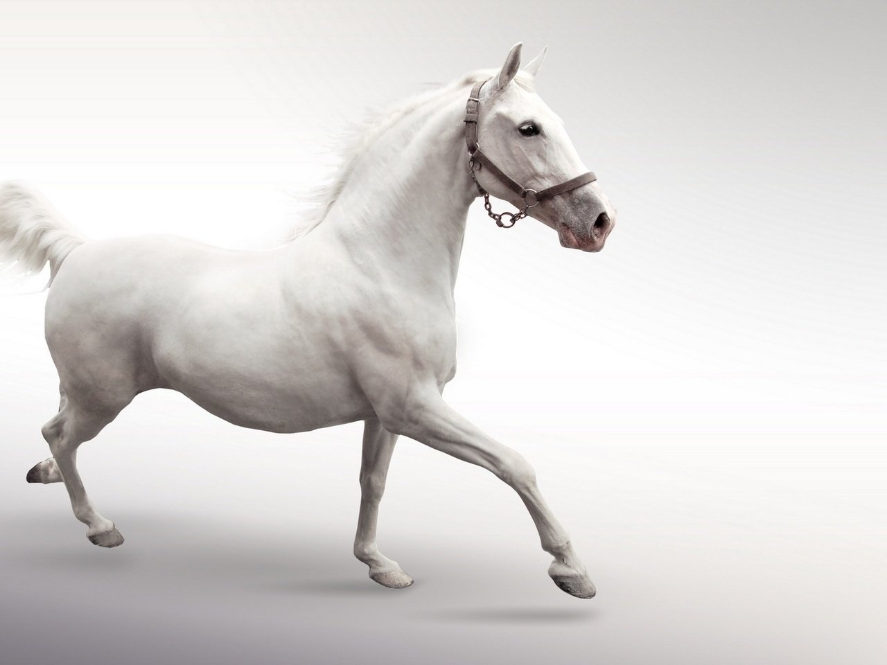 Белая лошадь ТОМПСОНОВ