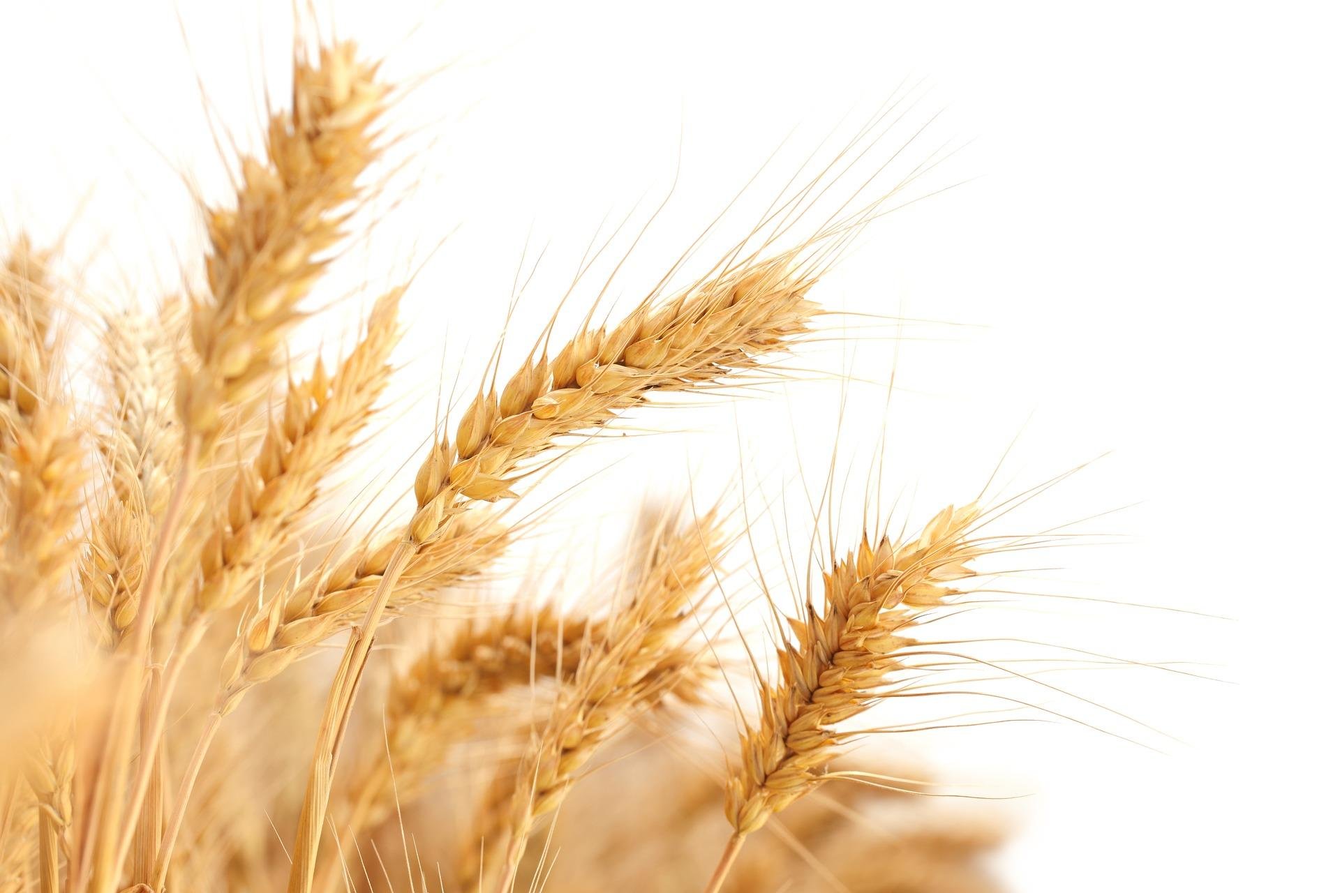 Пшеница на белом фоне
