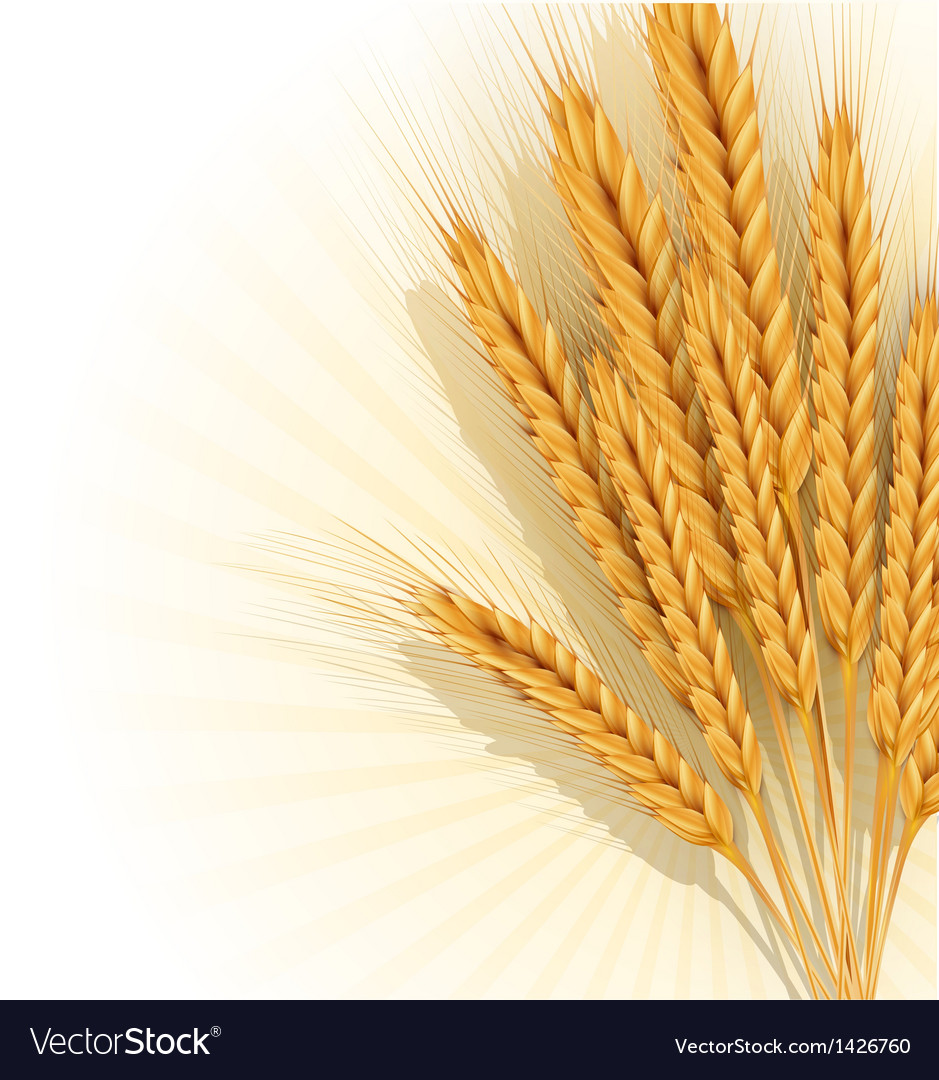 Веточка пшеницы