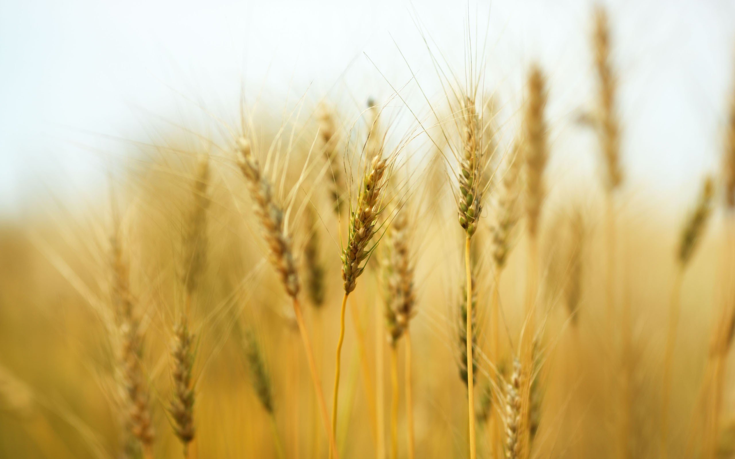 В тишине полей наливаются золотом колосья. Колосья пшеницы. Пшеничное поле. Поле с колосьями. Золотой Колос пшеницы.