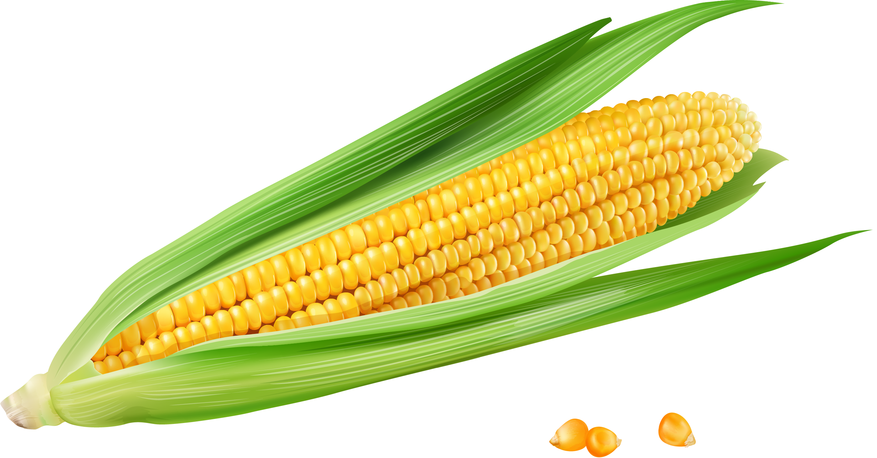 1 початок. Кукуруза початок. Вареная кукуруза вектор. Початок кукурузы вектор. Качан кукурузы.