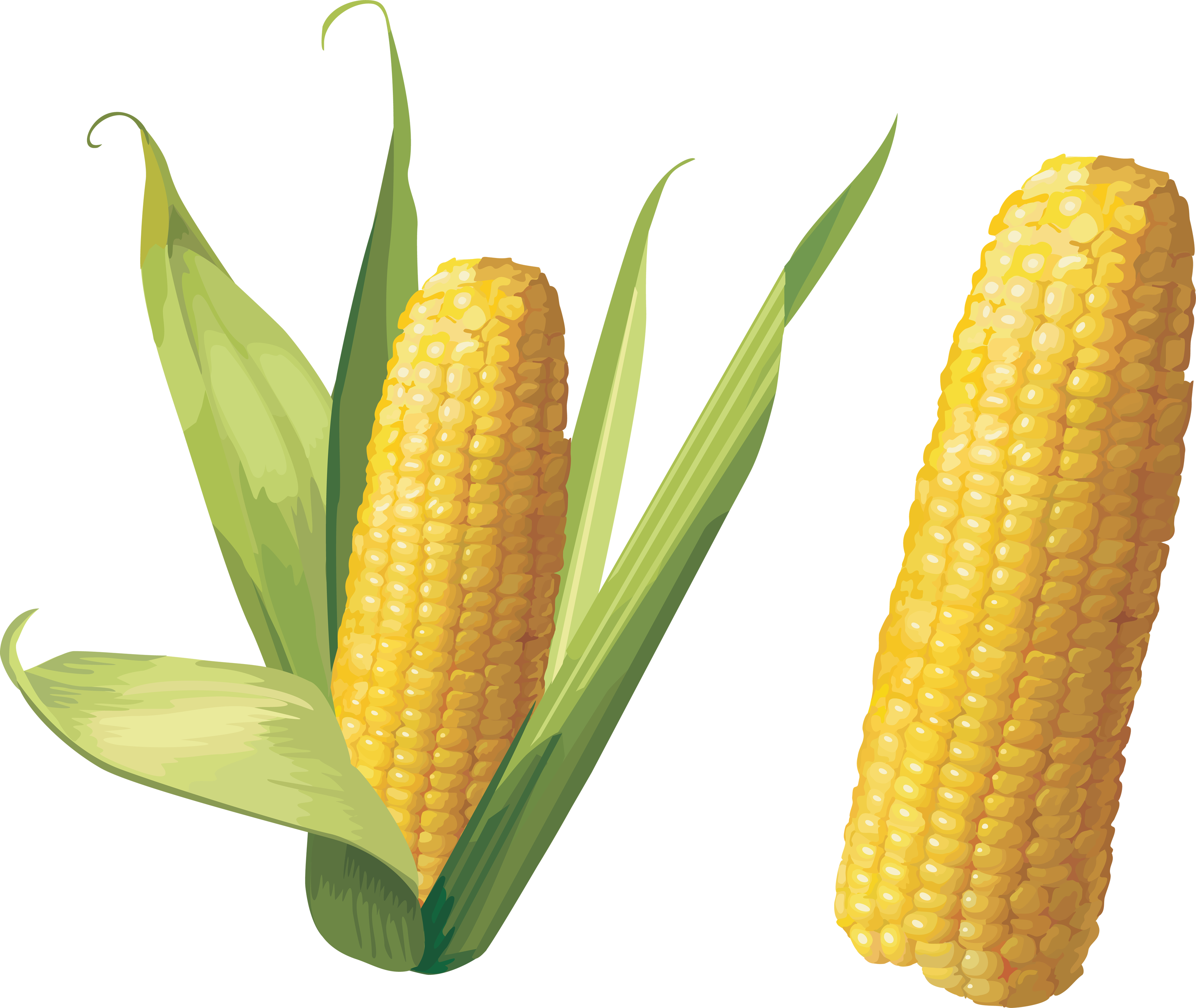Кукуруза картинки на прозрачном фоне. Кукуруза. Кукурузный початок. Кукуруза растение. Кукуруза стикер.