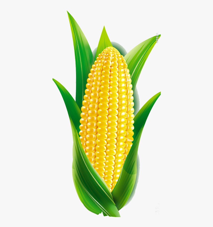 Кукуруза картинки на прозрачном фоне. Кукуруза на белом фоне. Початок кукурузы для детей. Початок кукурузы вектор. Белая кукуруза.
