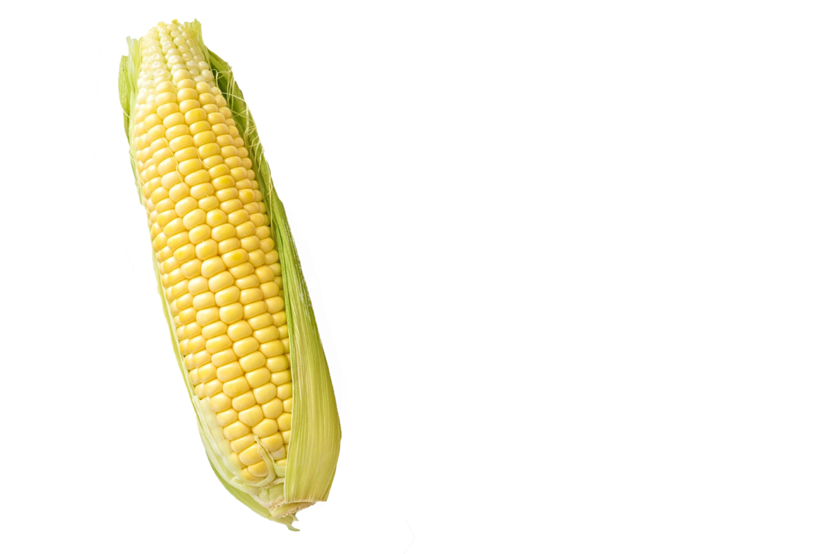 Кукуруза картинки на прозрачном фоне. Кукуруза в початках 1шт. Кукуруза один початок. Кукуруза на белом фоне. Початок кукурузы на белом фоне.