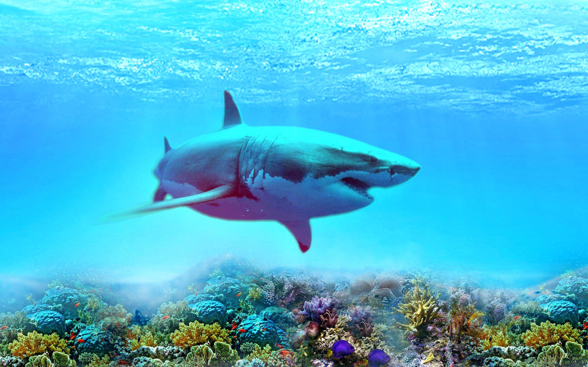 Морской мир акулы