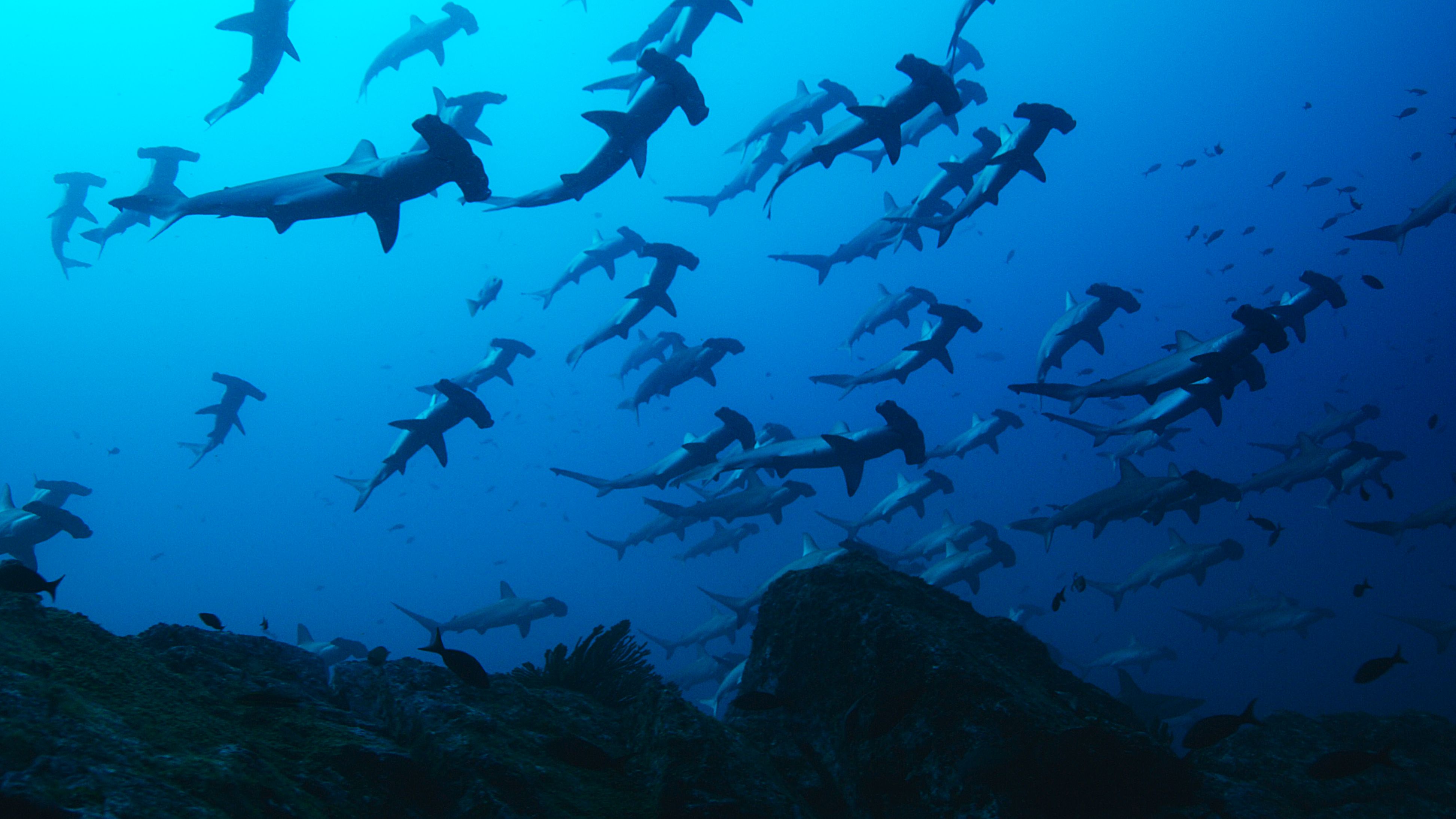 Галапагосские острова акулы