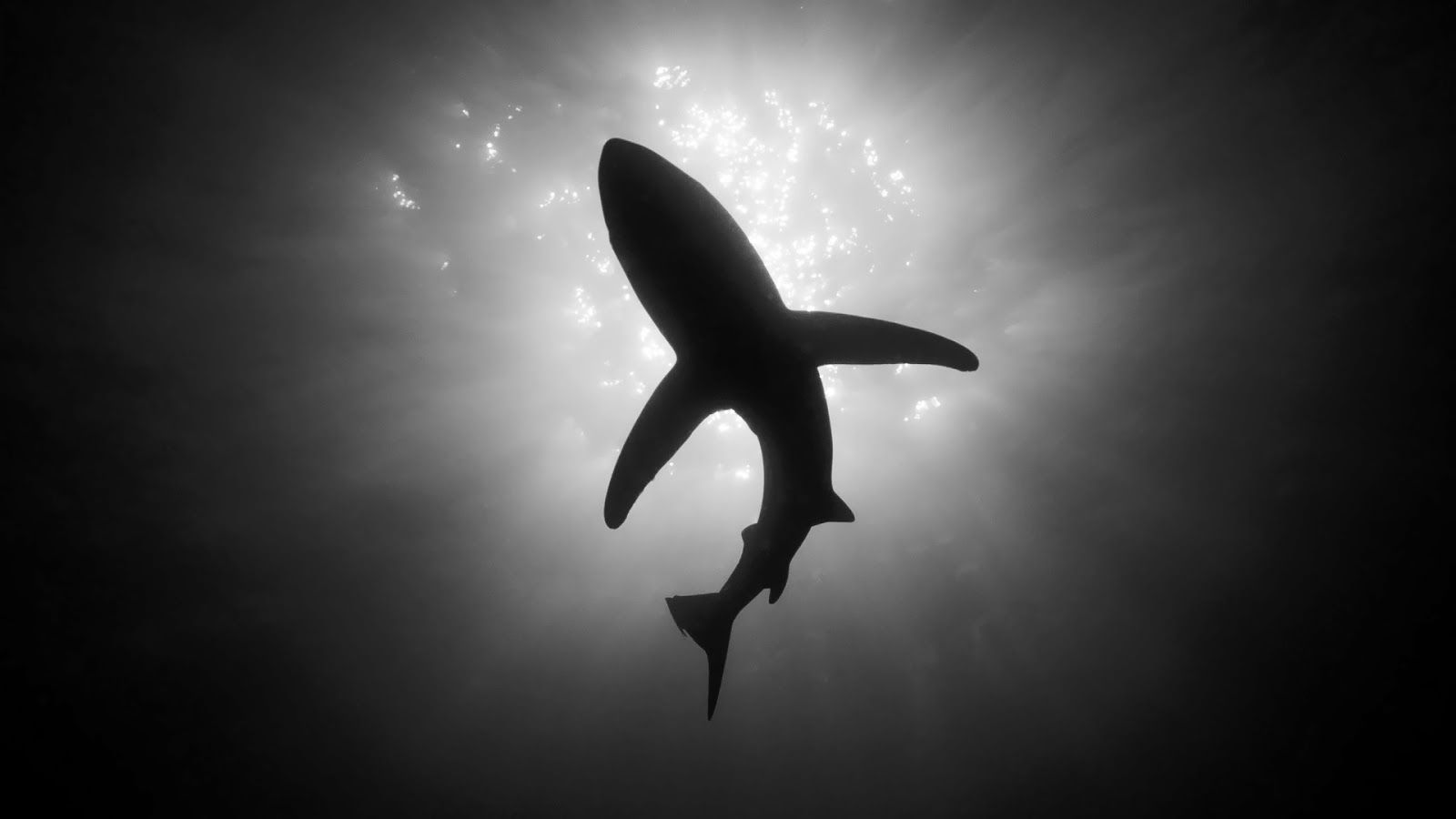 Белая акула на черном фоне