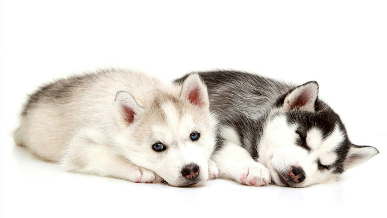 Фото хаски собаки на белом фоне