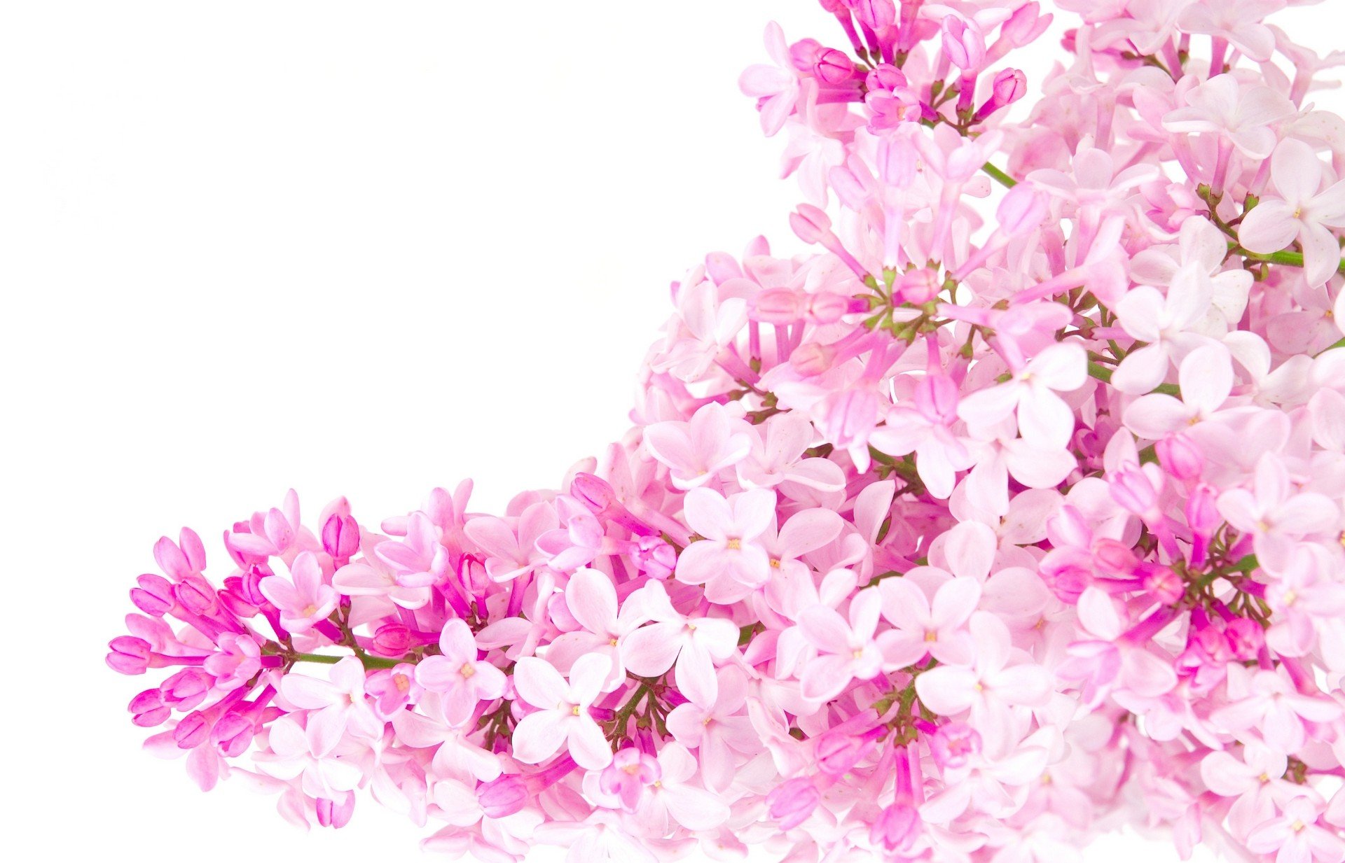 Розовые цветы на белом фоне