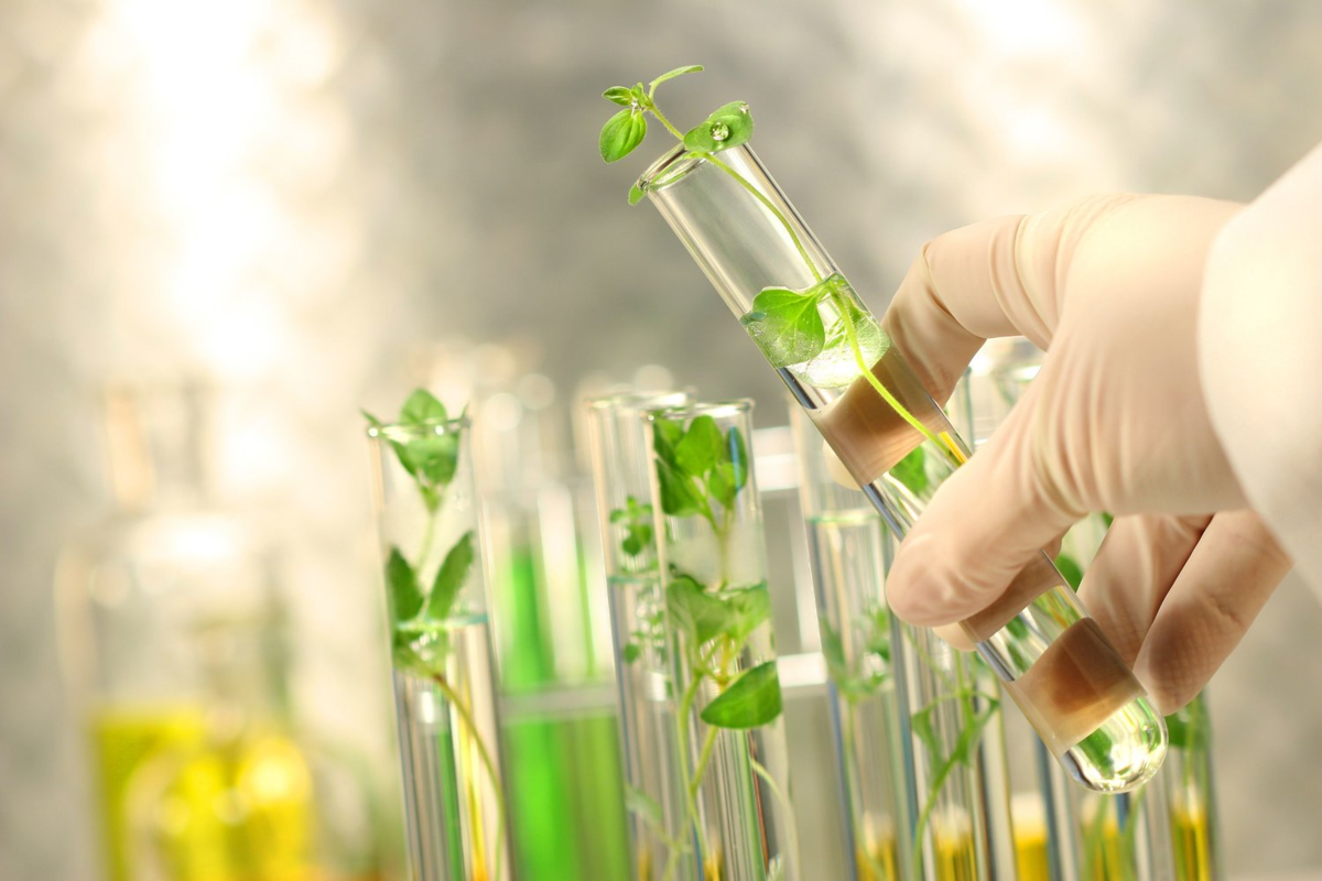 Методы биотехнологии растений. Агробиоинженерия 2022. Растения в пробирках. Экологическая биотехнология. Генная инженерия в растениеводстве.