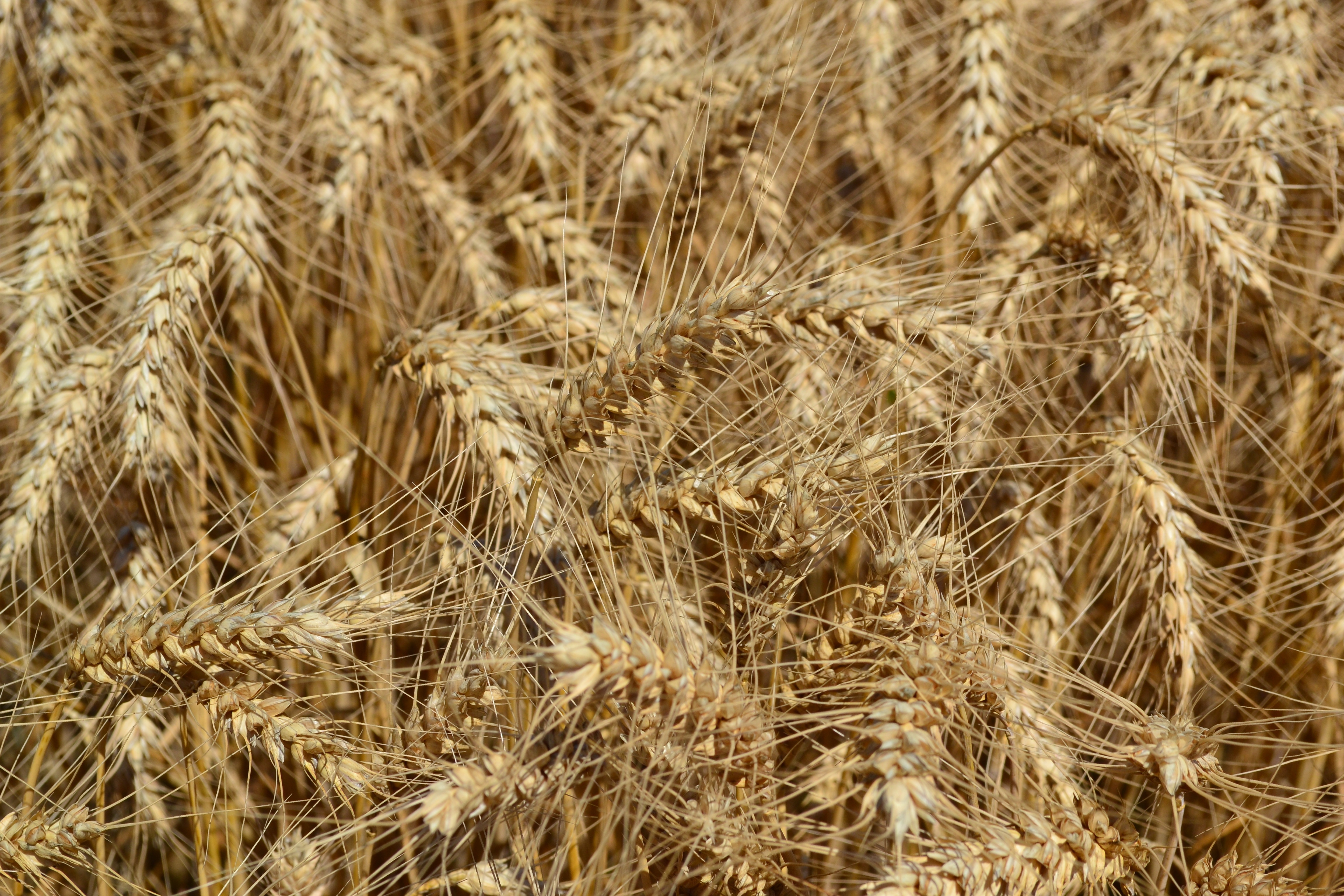 Пшеничный фон. Пшеница. Фон колосья. Пшеничное поле. Пшеница фон.