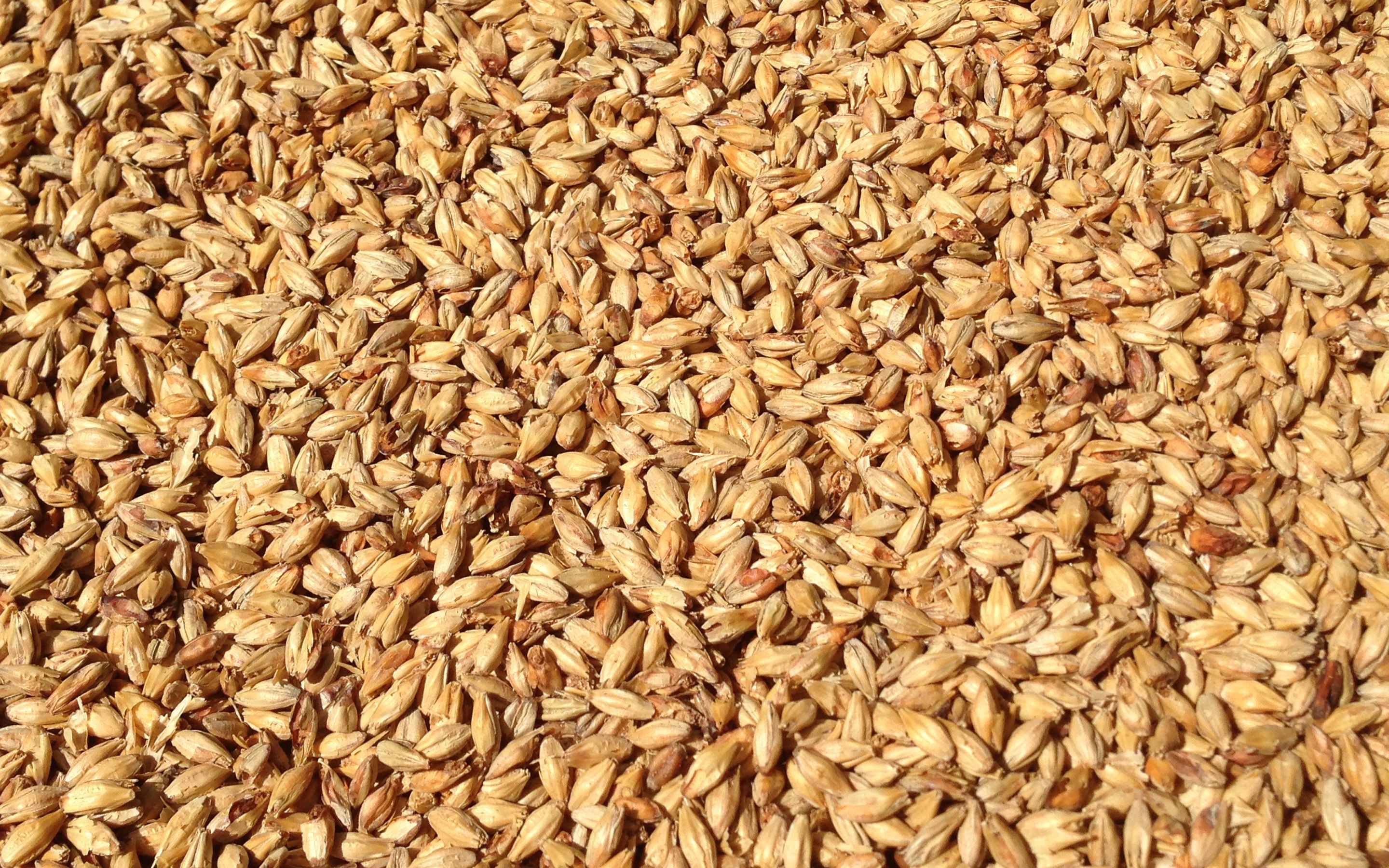 Пшеница зерно текстура