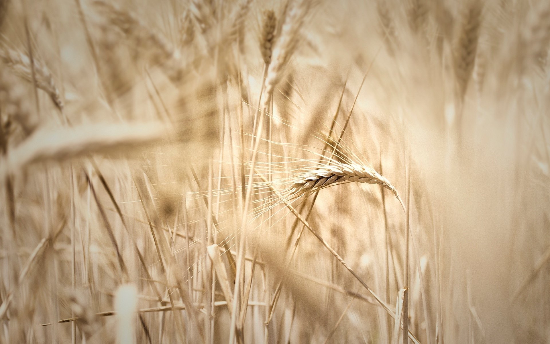Пшеница фон