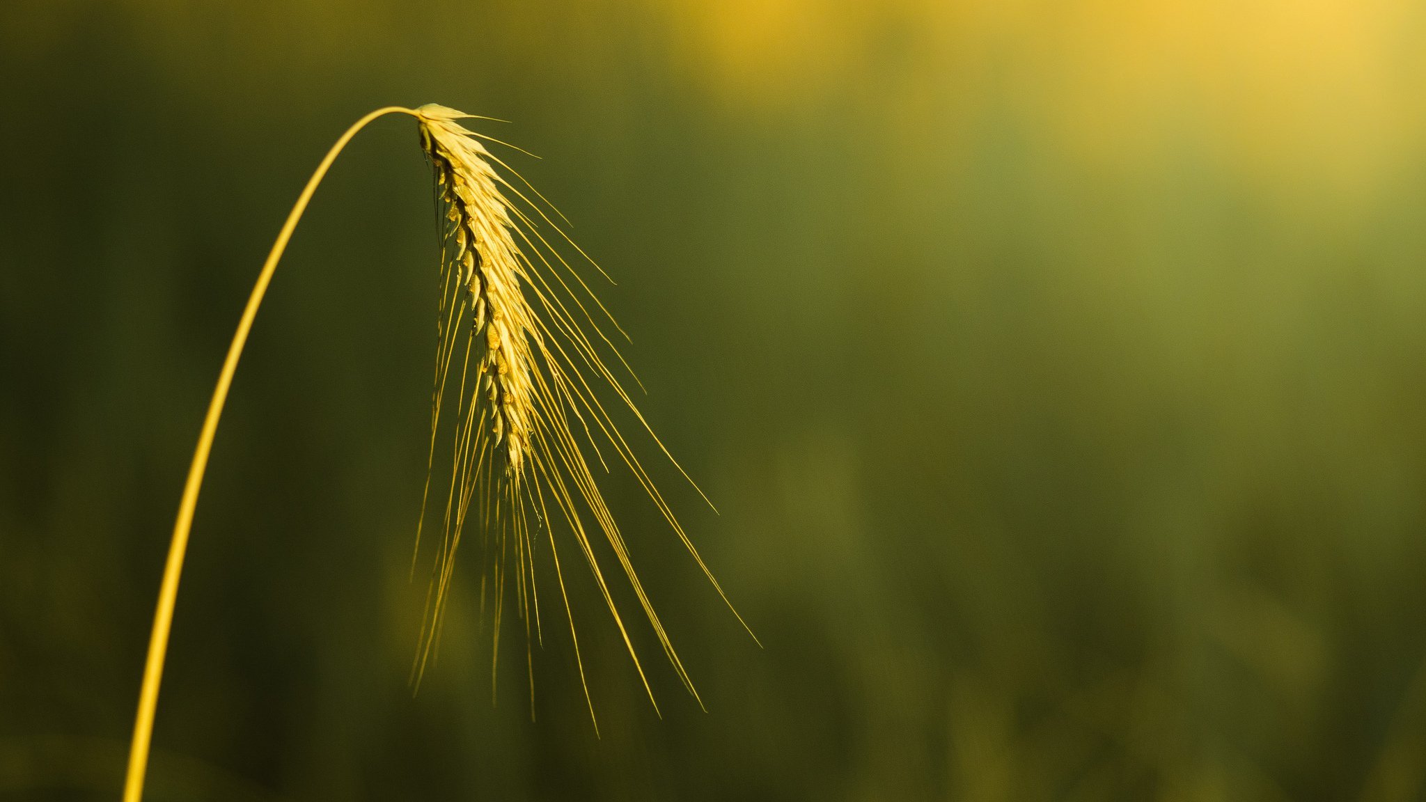 Пшеница Макросъемка