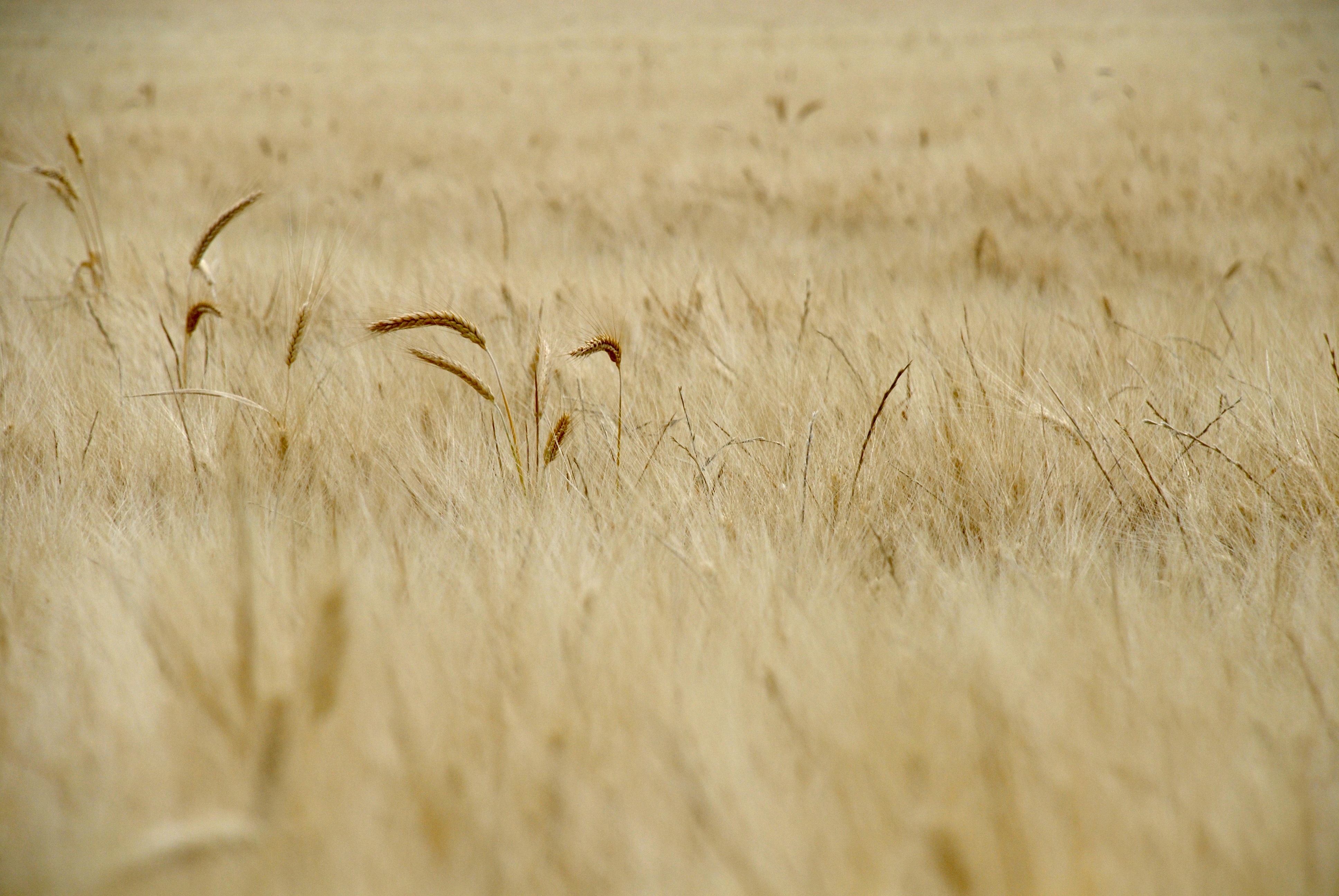 Размытое поле пшеницы