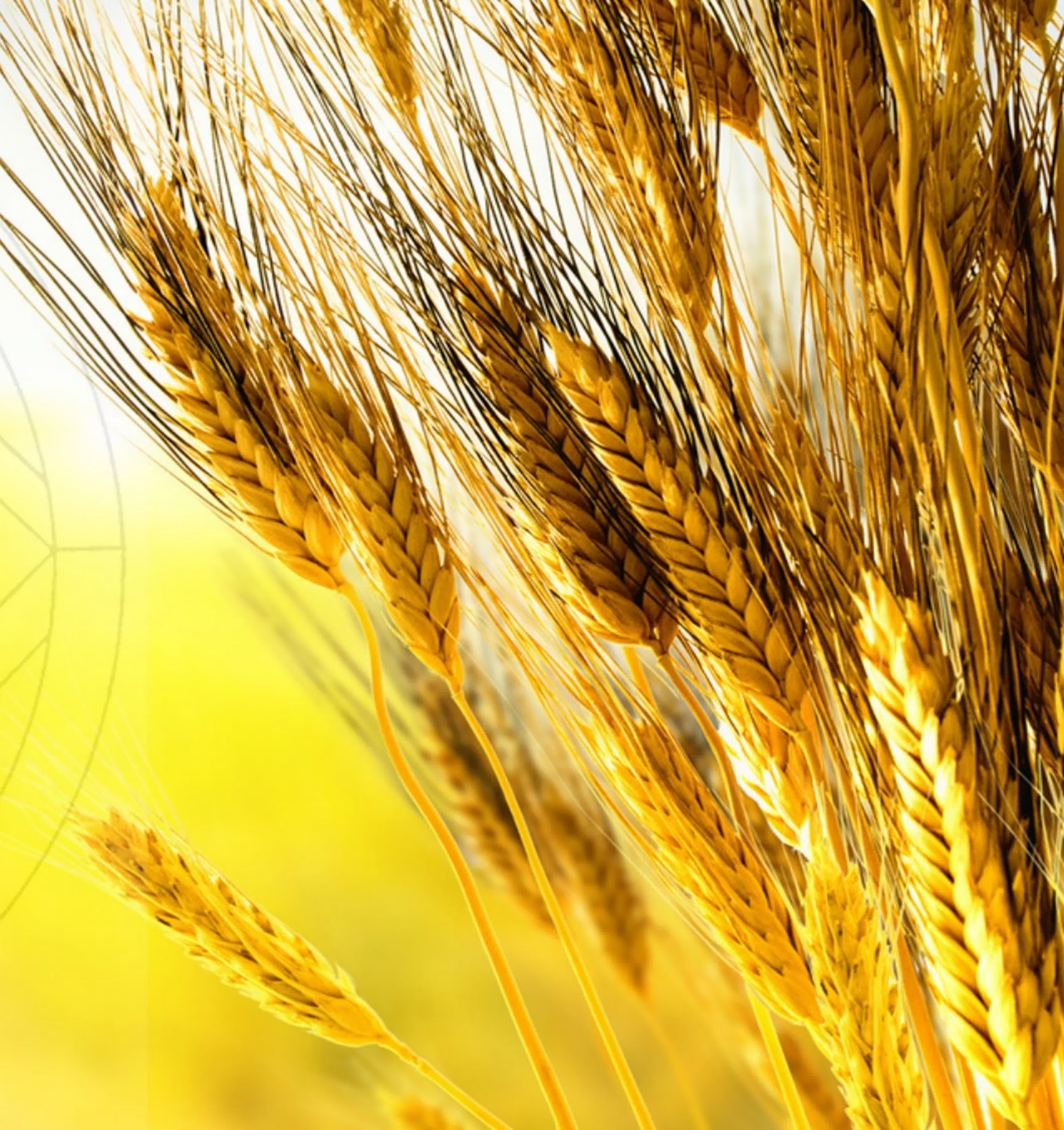 Реклама пшеницы плакаты