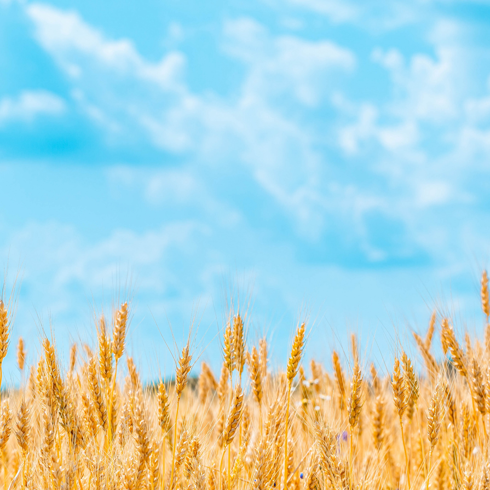 Небо и поле пшеницы