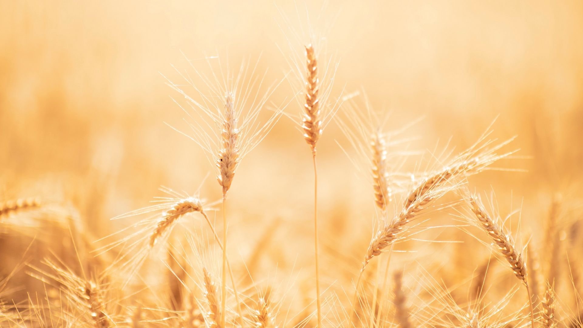 Мягкий фон пшеницы для баннера