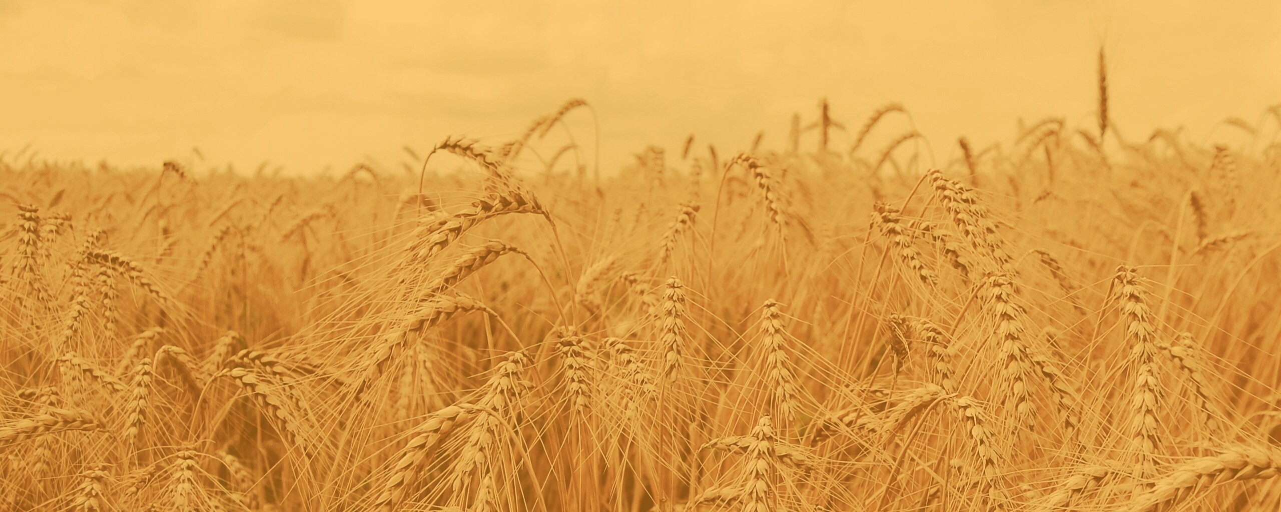 Фотообои колосья пшеницы