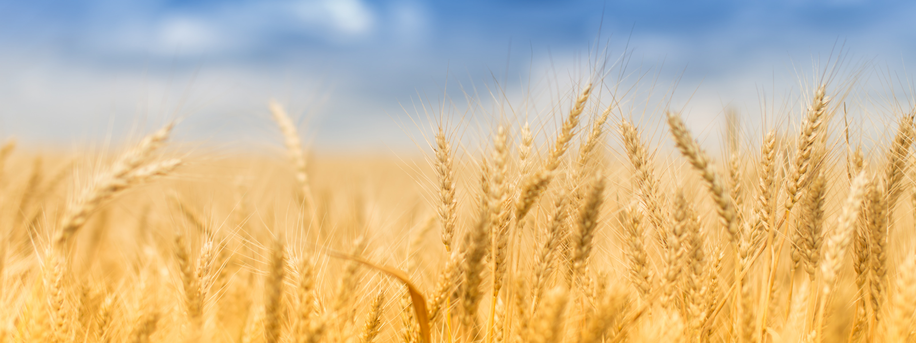 Колосья пшеницы панорама