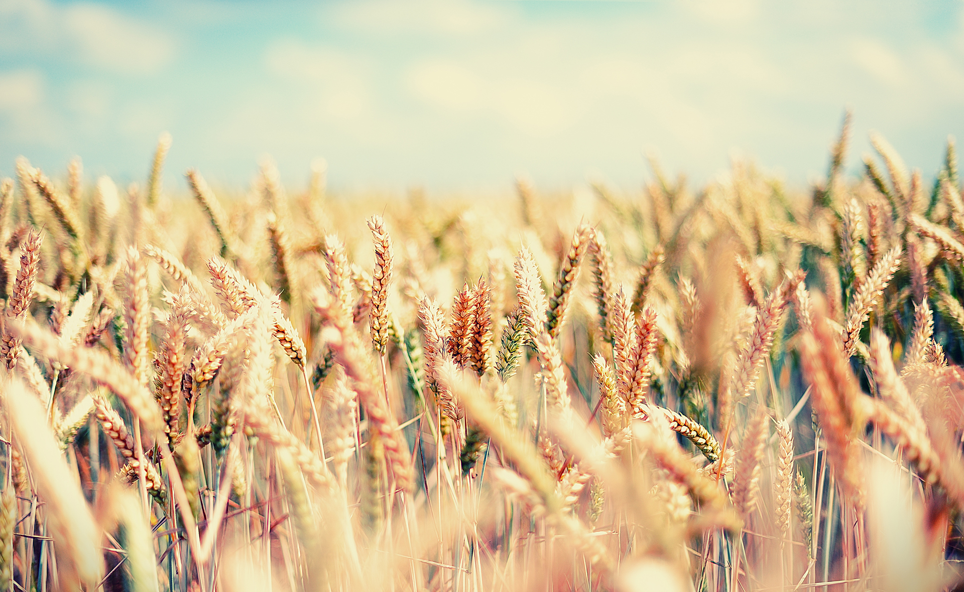 Лето пшеница