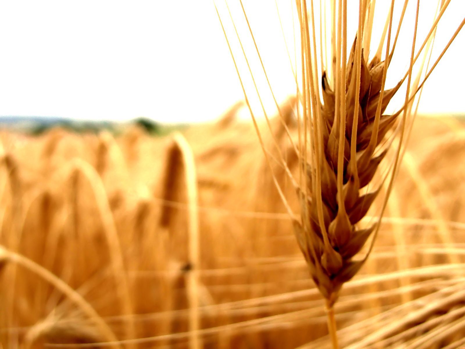 Фон колосья пшеницы