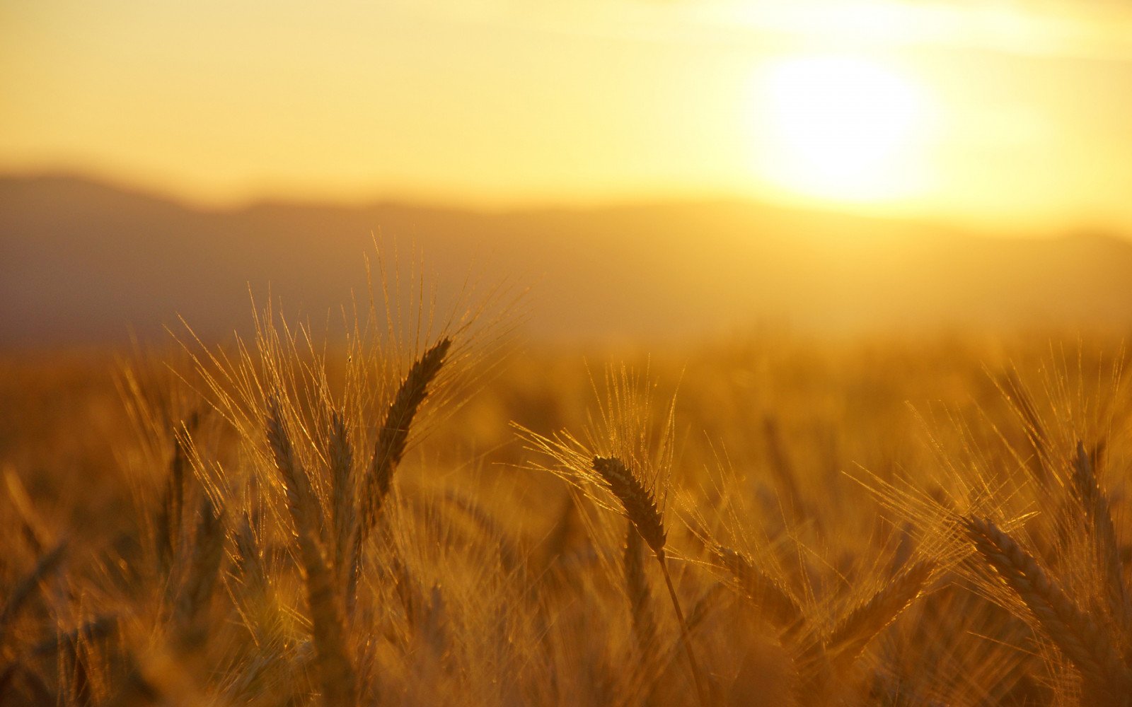 Пшеничное поле на рассвете