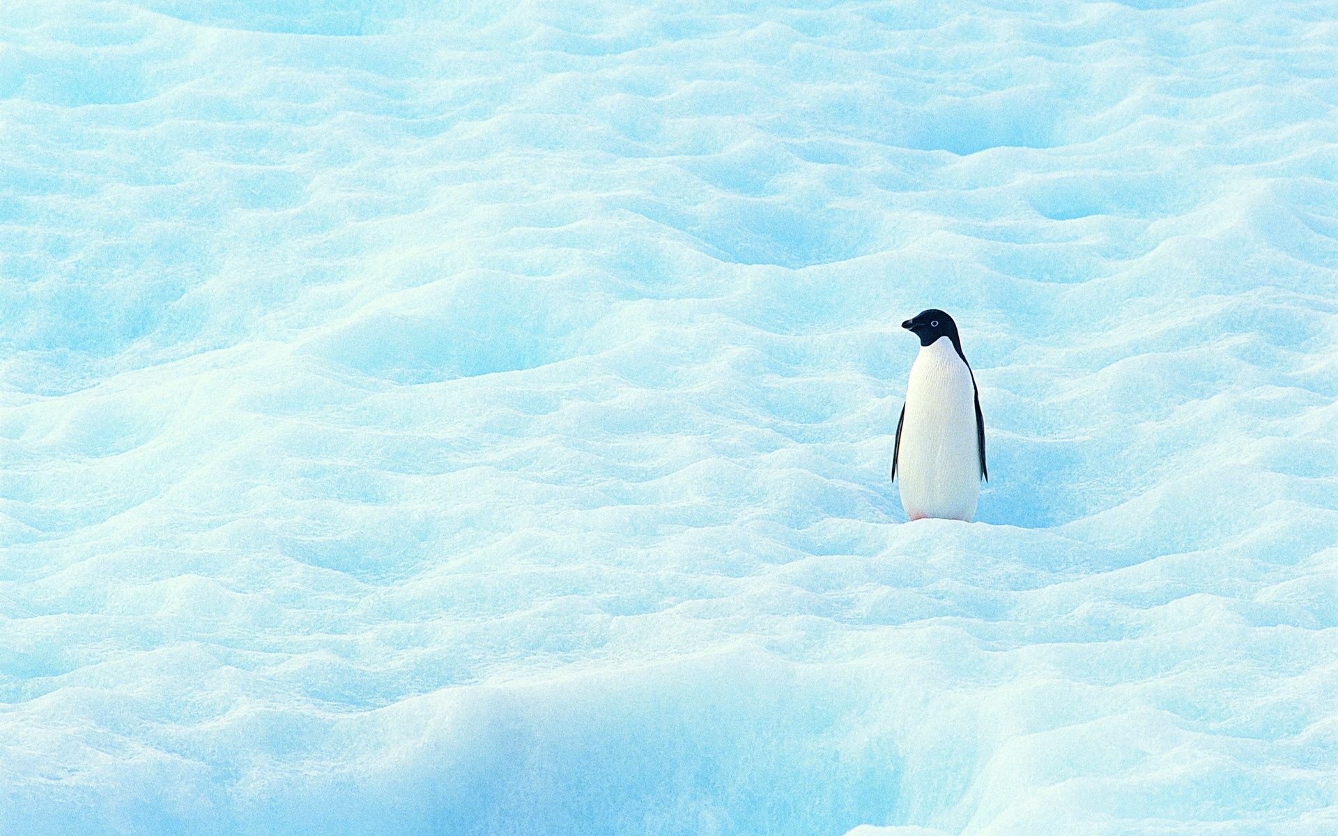 Северный Ледовитый океан пингвины