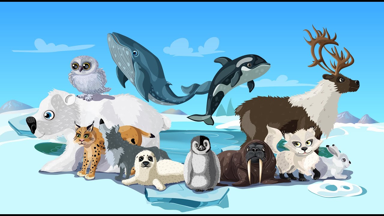 Животные Антарктики для детей