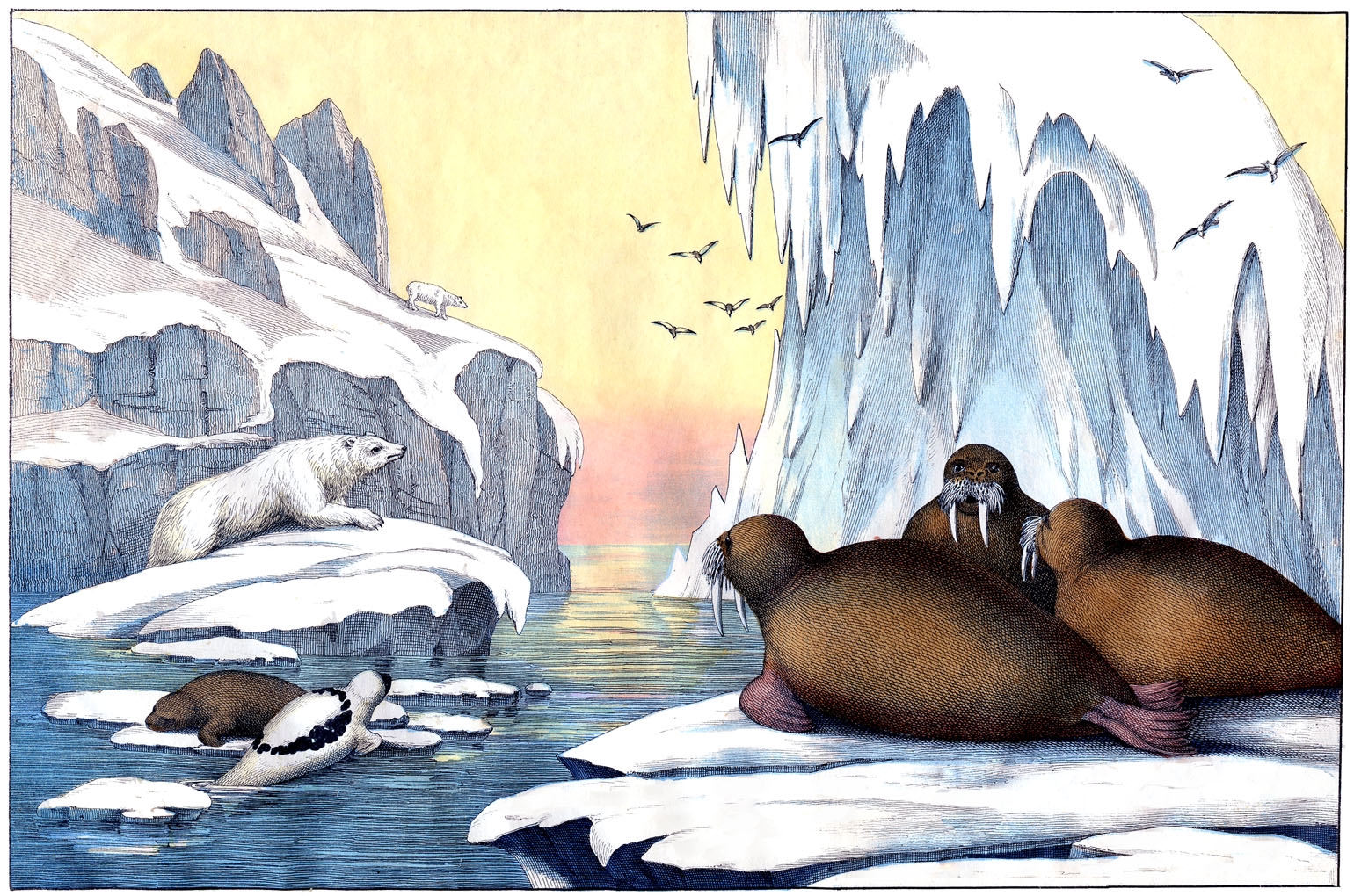 Животные Северного полюса для детей
